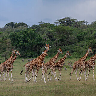 Soysambu - Rothschildgiraffes